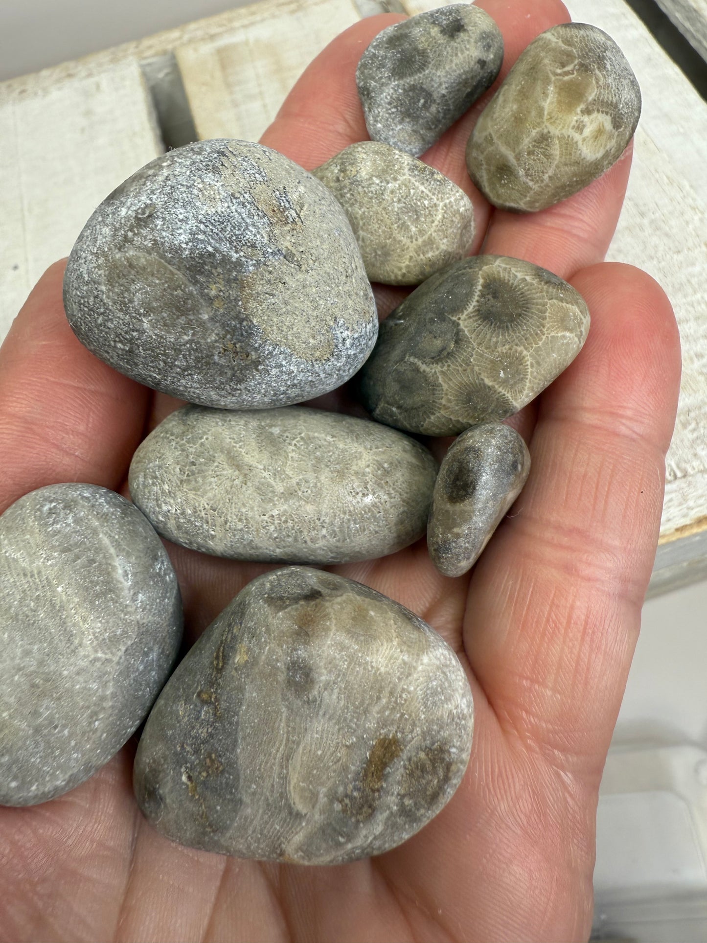 Petoskey Stone (Hexagonaria percarinata Fossil) – Natural Unpolished Coral Stone 1–1.5”
