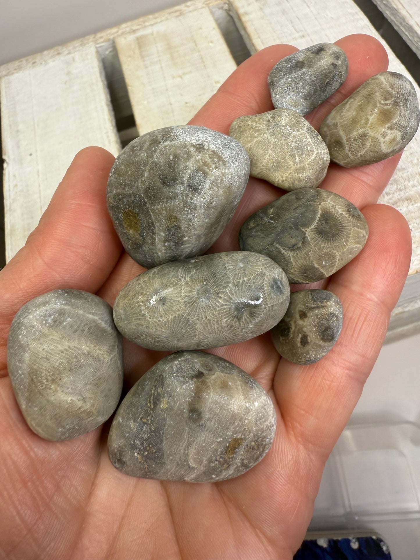 Petoskey Stone (Hexagonaria percarinata Fossil) – Natural Unpolished Coral Stone 1–1.5”