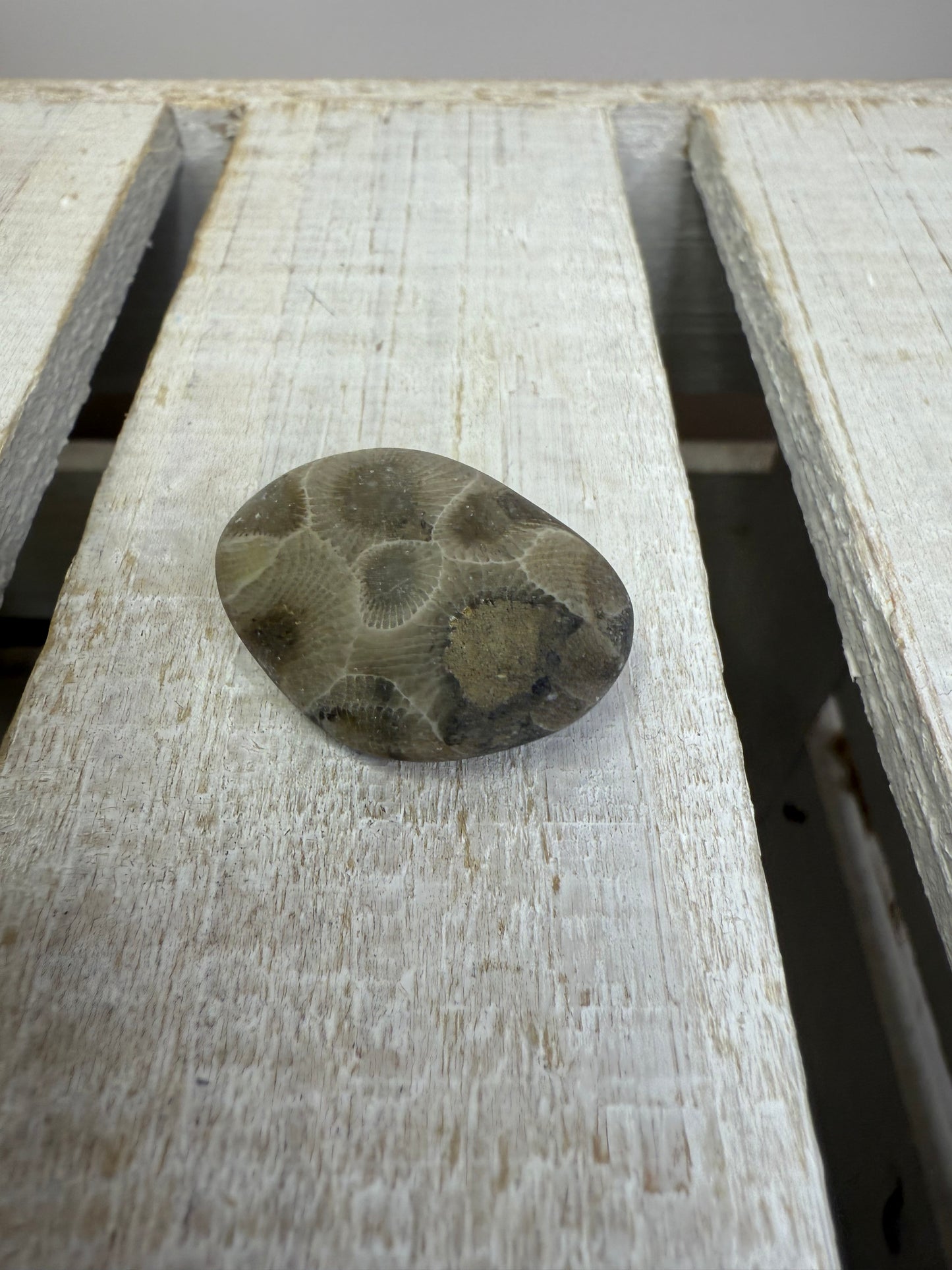 Petoskey Stone (Hexagonaria percarinata Fossil) – Natural Unpolished Coral Stone 1–1.5”