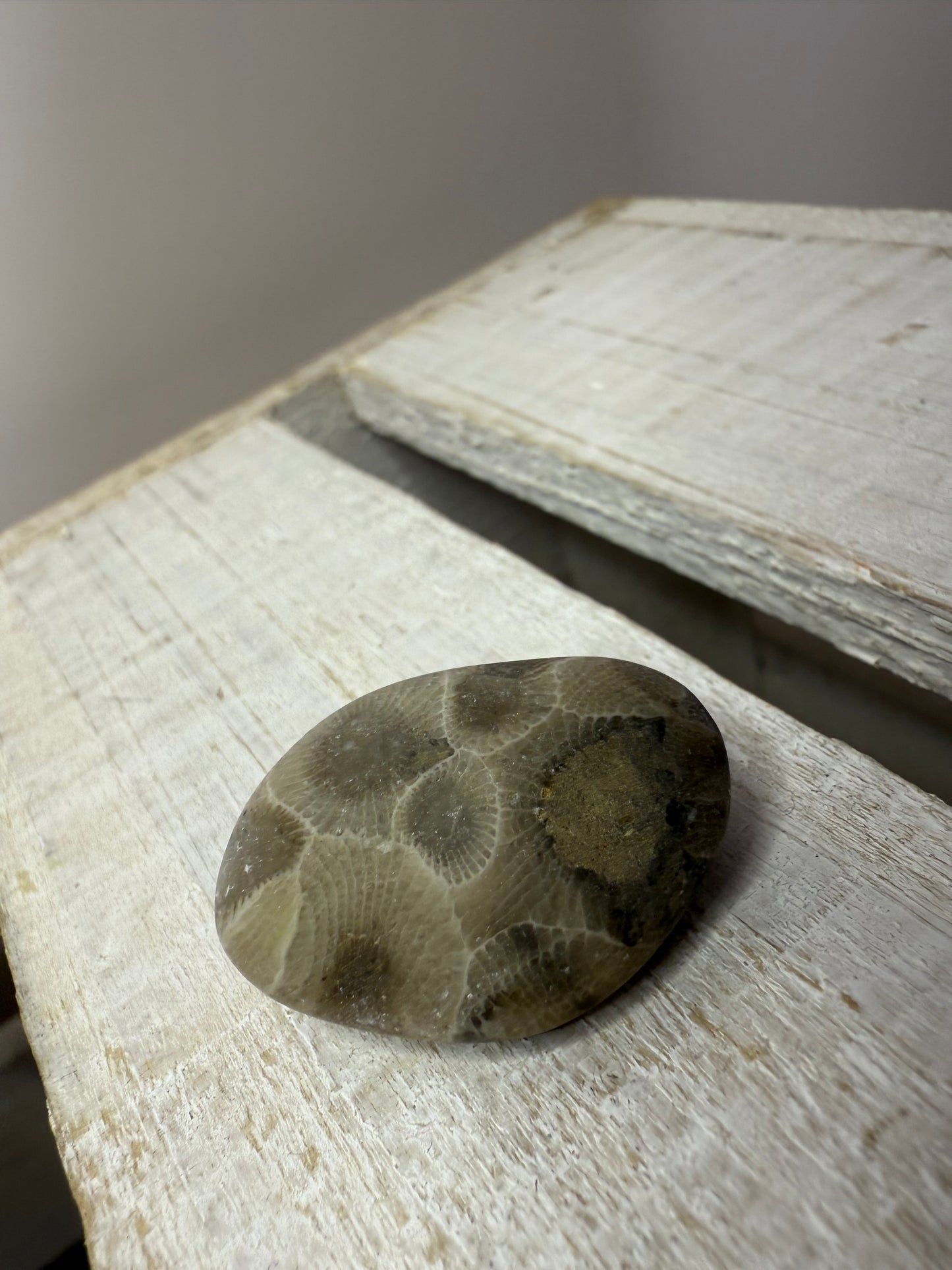 Petoskey Stone (Hexagonaria percarinata Fossil) – Natural Unpolished Coral Stone 1–1.5”
